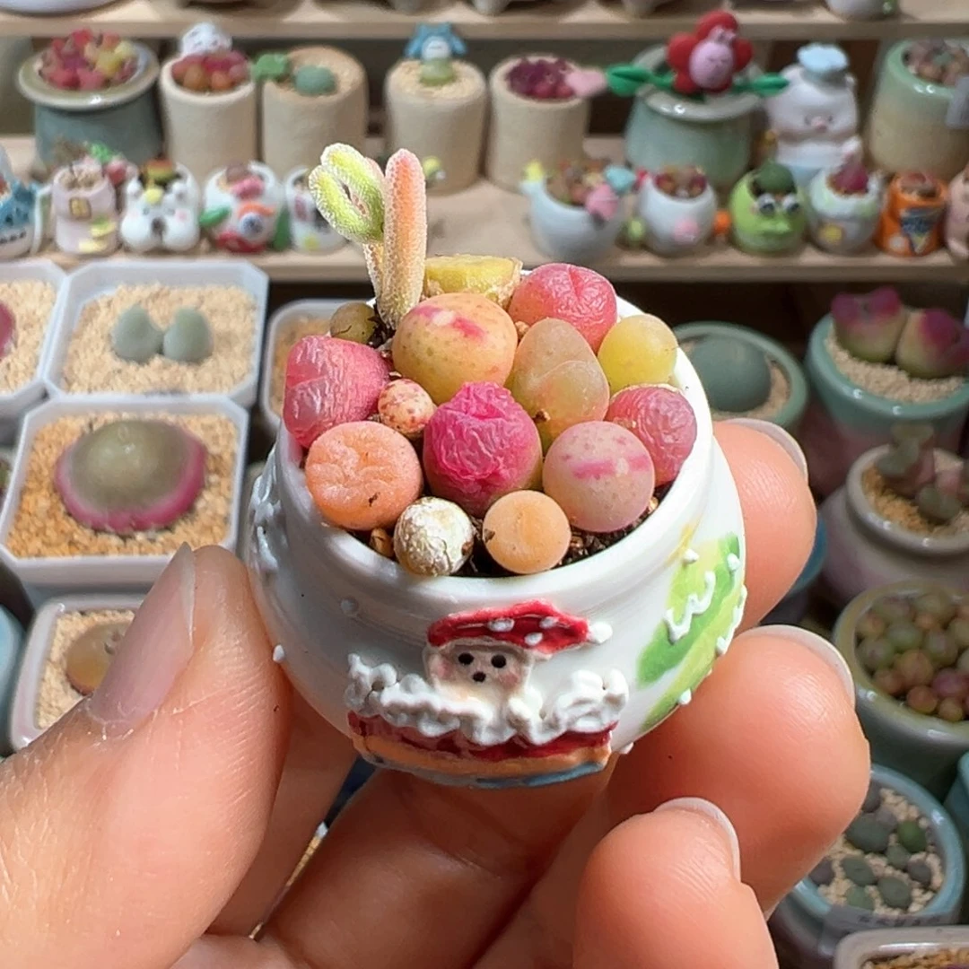 多肉植物5号拇指盆