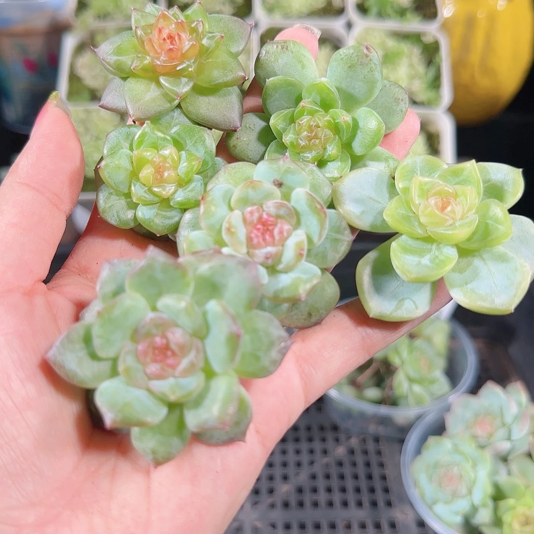 0912---142糖心珍妮