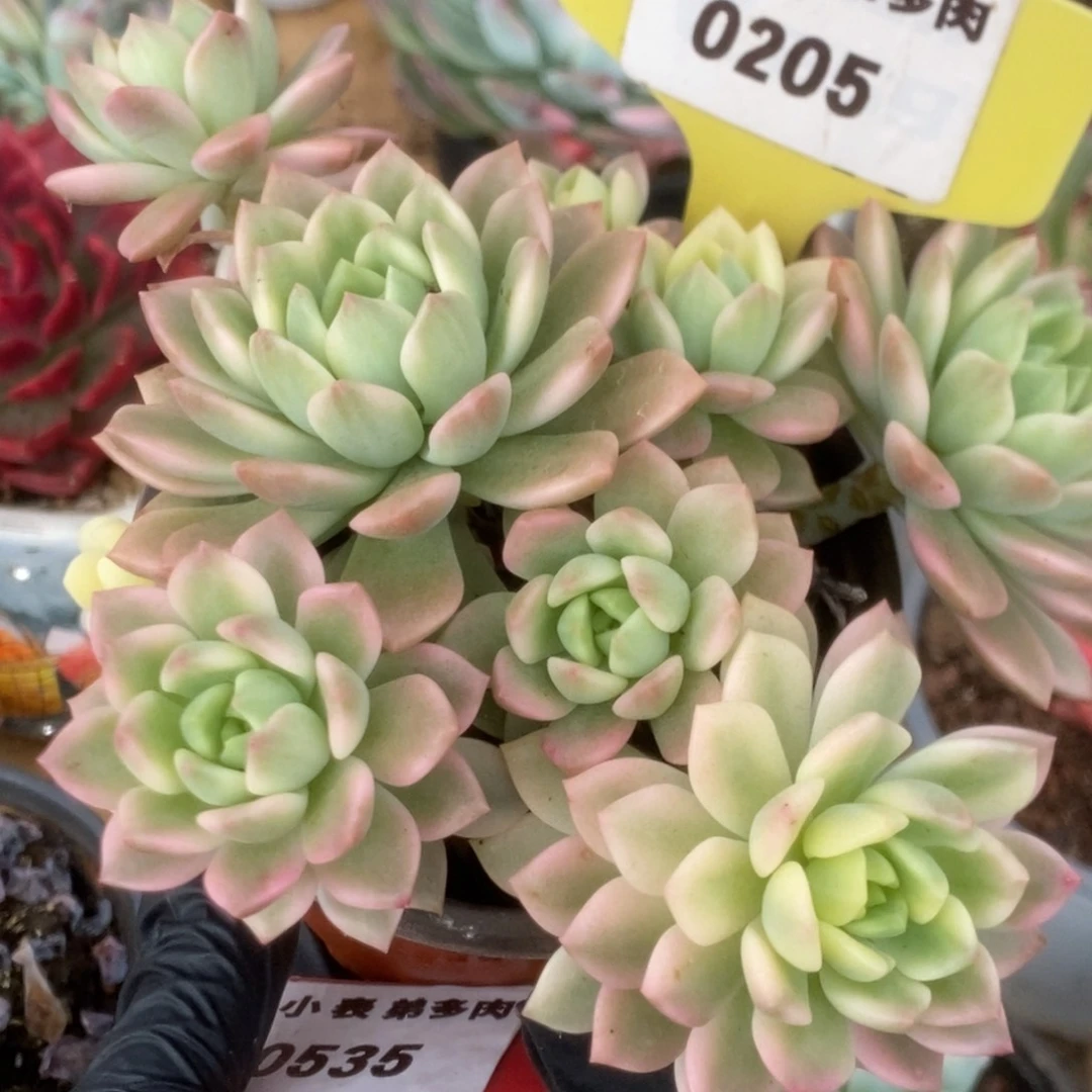 205马库斯锦锦锦锦锦锦
