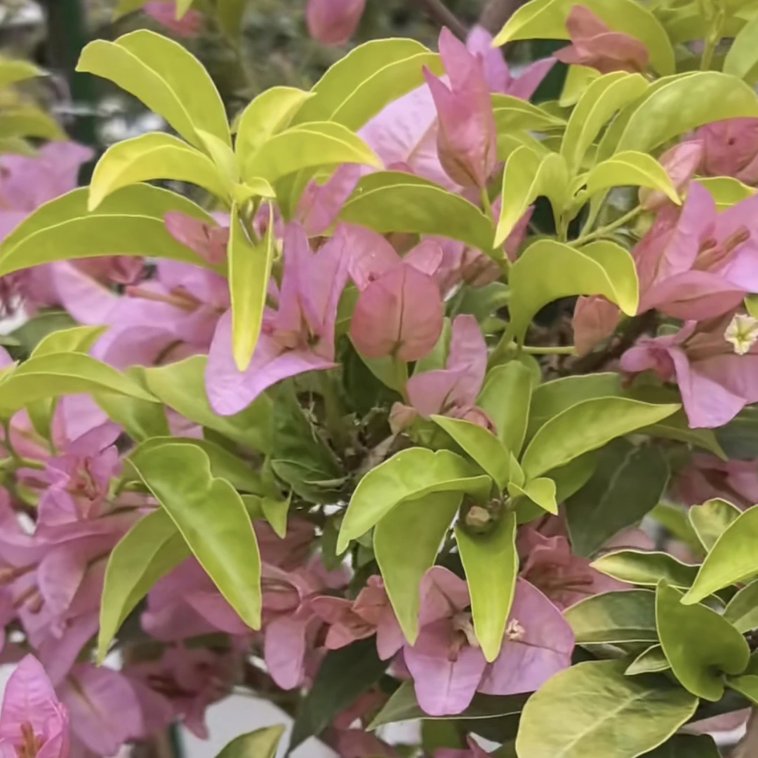 【姬小桃】三角梅嫁接高飘，运输途中掉花掉叶介意慎拍