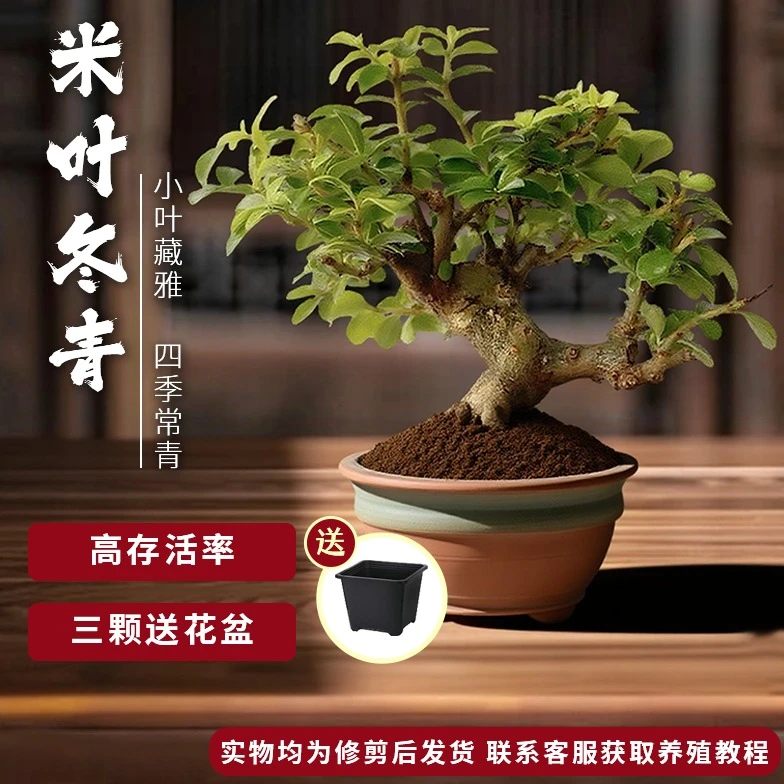 【精品米叶冬青盆栽】室内外绿植阳台桌面四季常青室内绿植高档盆景