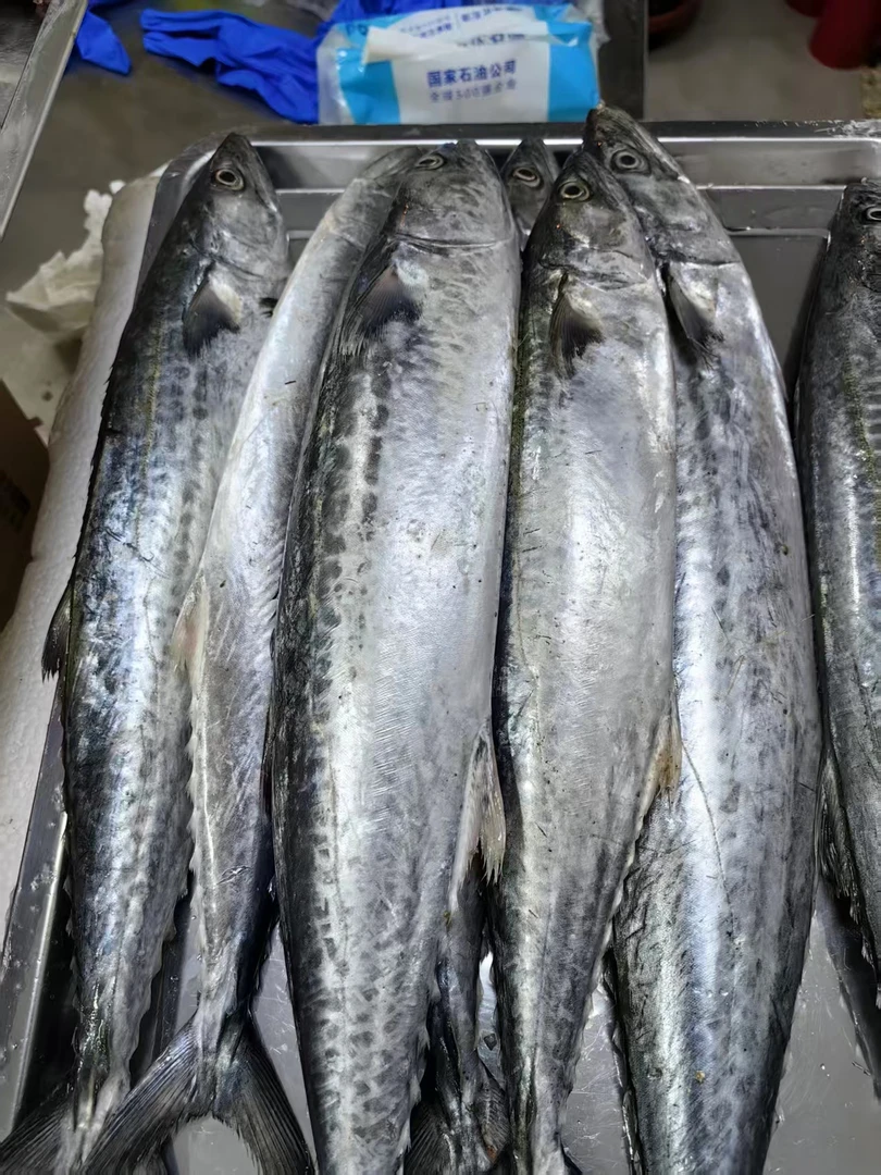 丹东东港黄海鲜冻燕鲅鱼不包冰无破肚适合送礼