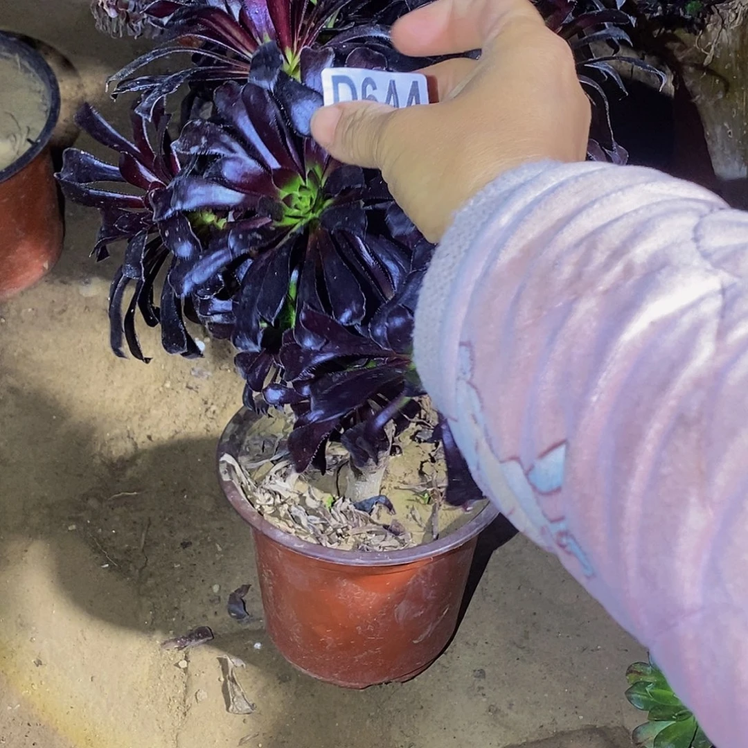 644魔法师多肉植物一物一拍