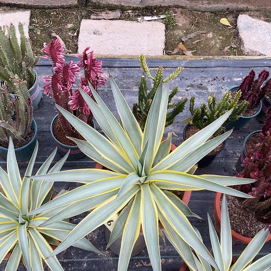 银河旅人一物一拍