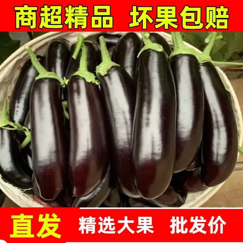 山东新鲜绿把紫皮长茄子现摘现发当季蔬菜可多种方式烹饪