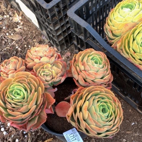 果**台1717桃花坞多肉