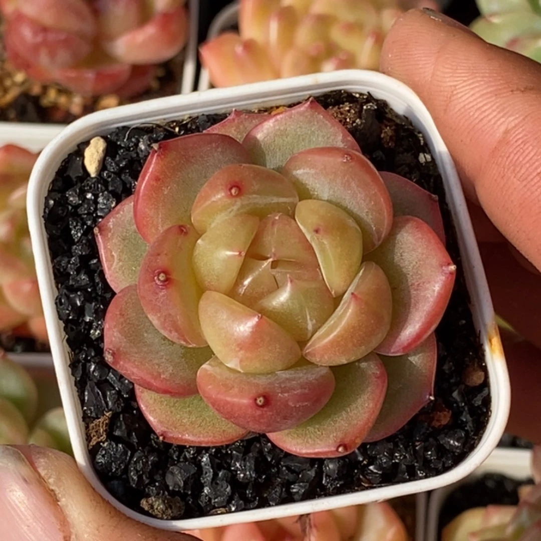 天官赐福百无禁忌