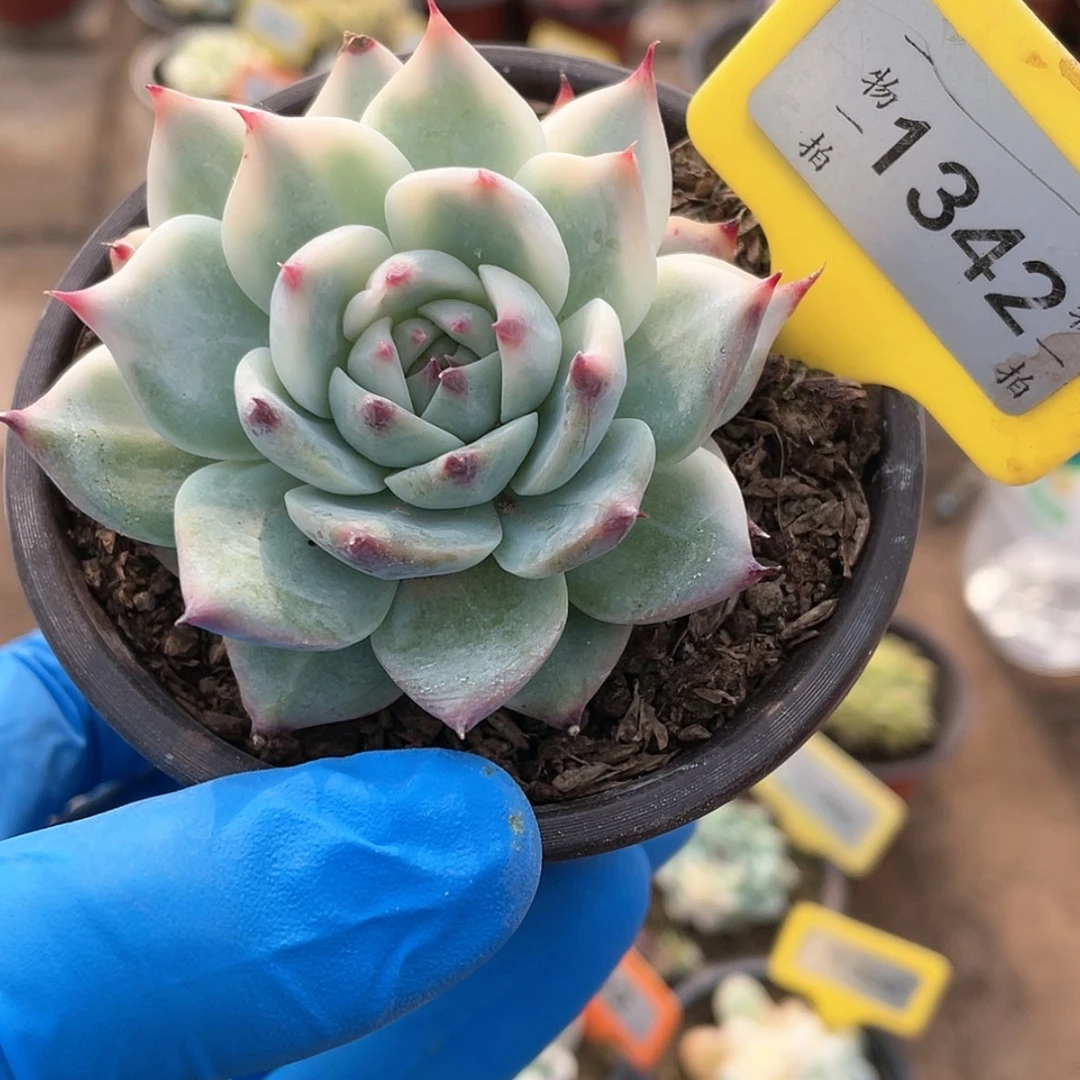 【闪购商品】1342号