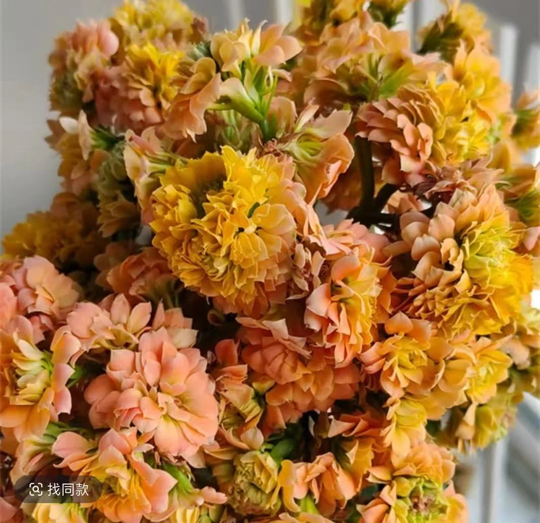 【榴莲千层】精品长寿花盆栽重瓣带花苞客厅阳台室内养殖懒人花