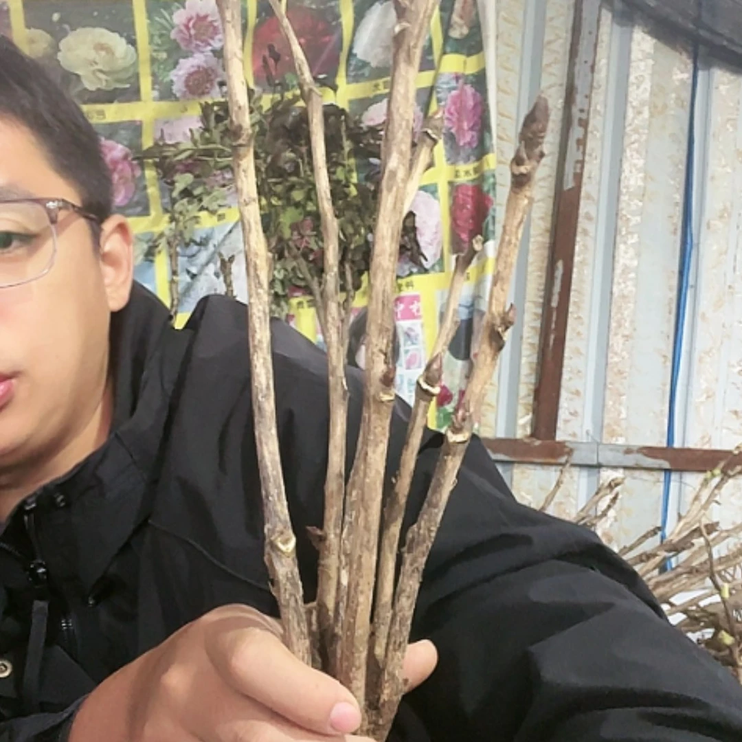 【闪购商品】完全开放黑夫人