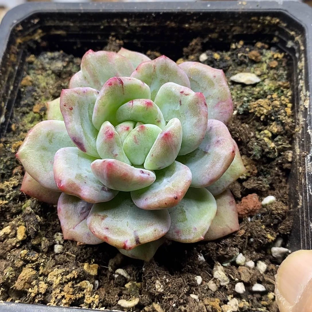 21194 香槟石化多肉