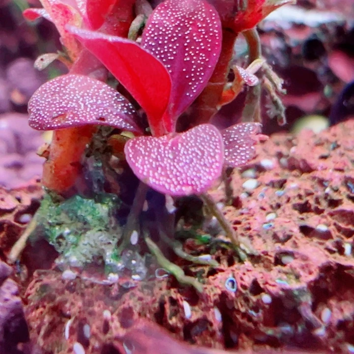 福利60号植物一头