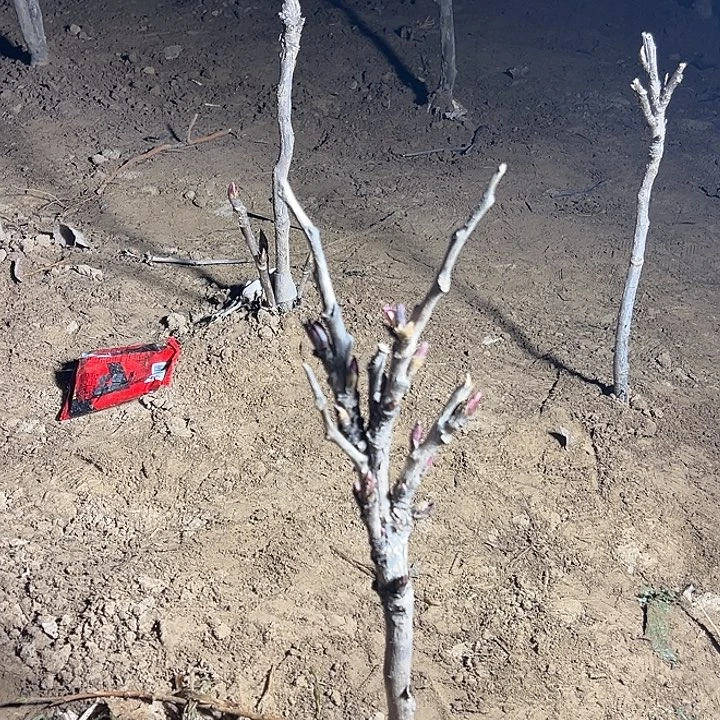 淡***然完全开放花王中颗