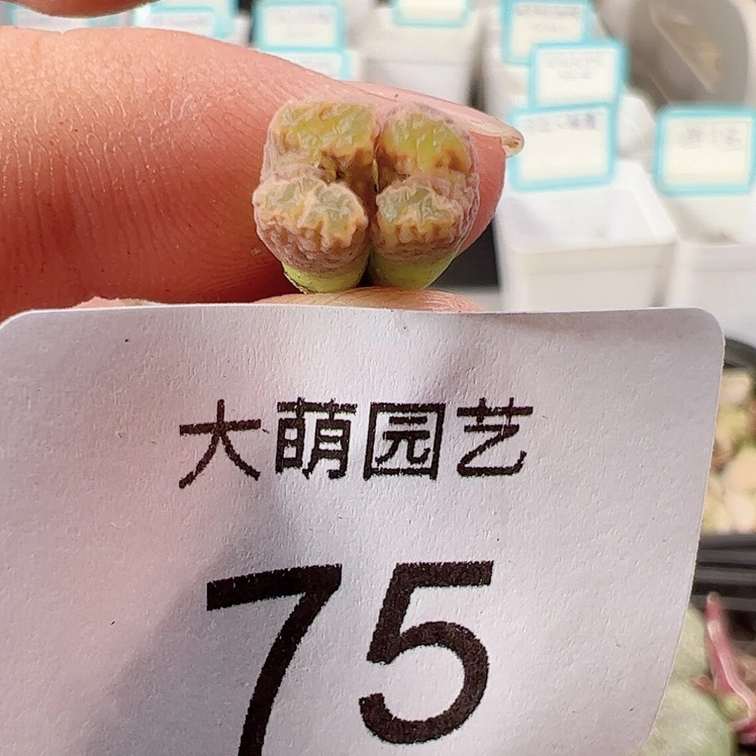 000075 一物一拍……