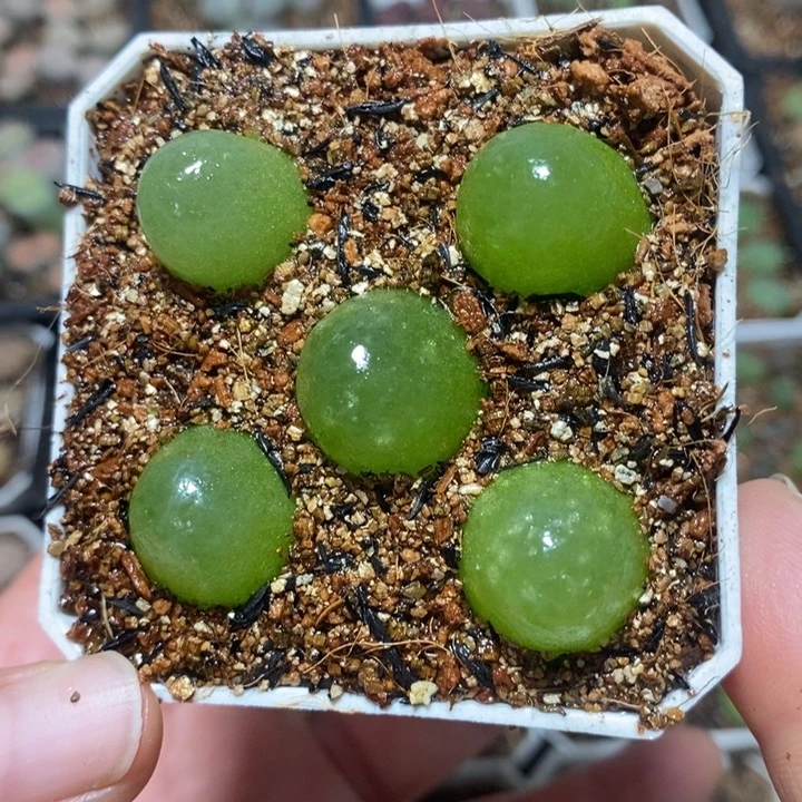 鹅蛋灯泡2.0特价秒