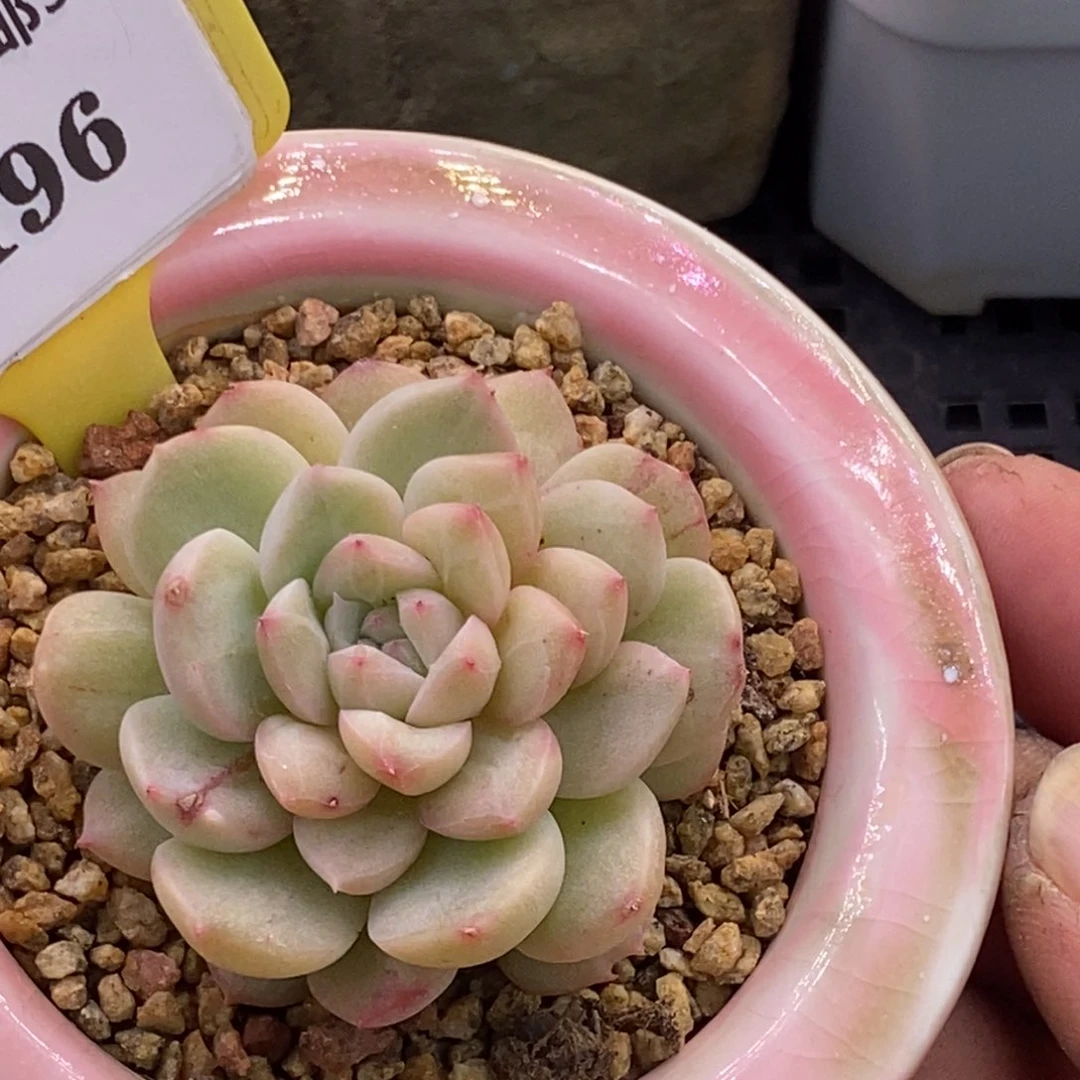 9196甜心石化拉丝锦多肉植物