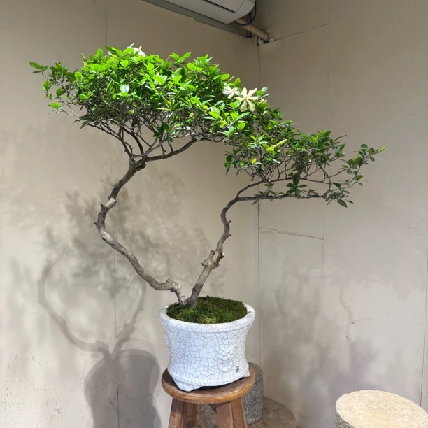 海岛栀子花精品盆景室内外造景庭院绿化景观茶台绿植