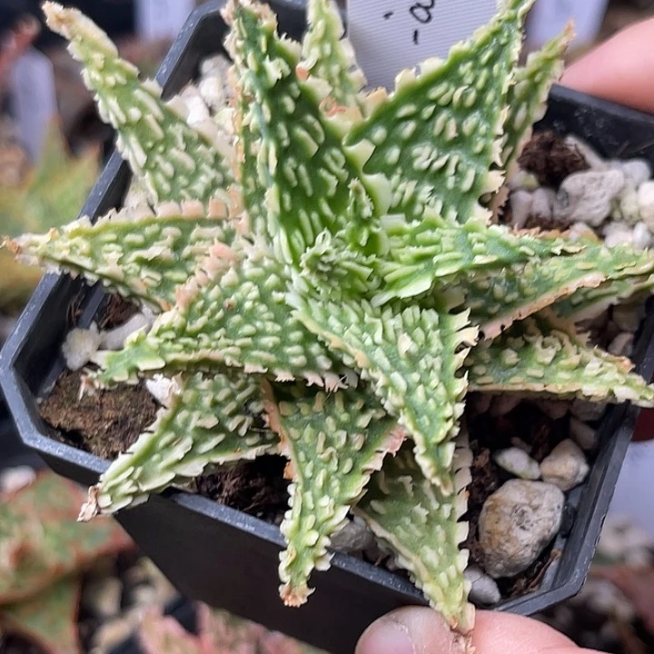 仙*园艺芦荟带根-2号