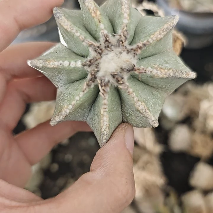 一物一拍，辛顿实生仙人球！