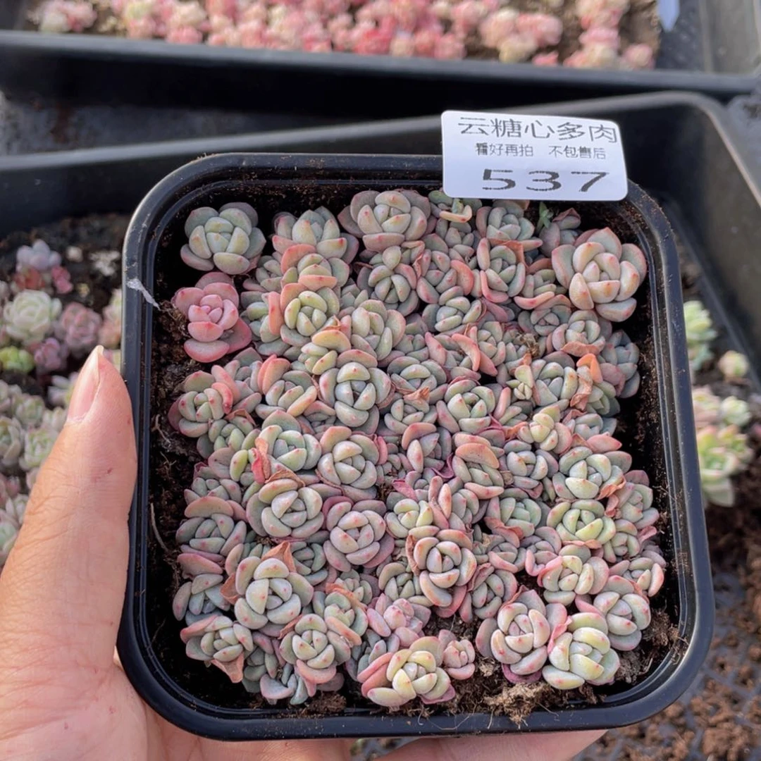 云糖心多肉植物537
