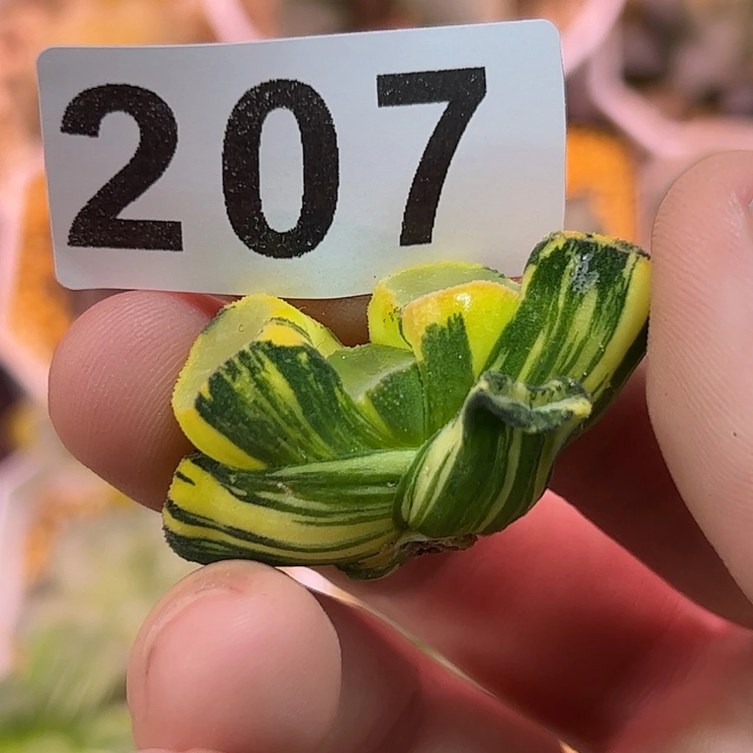 红红火火恍恍惚惚