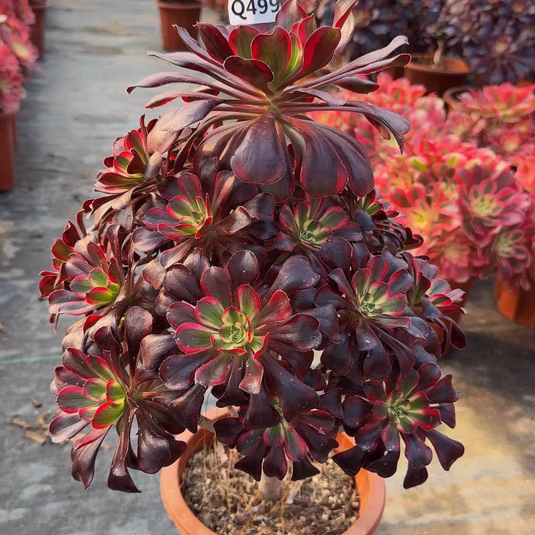 499丽娜44冠服27左右