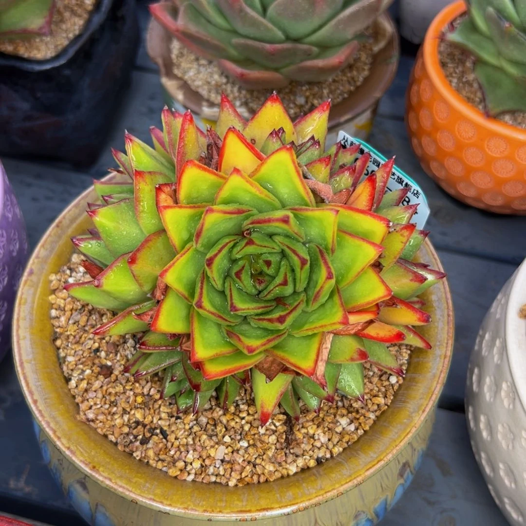 多肉一物一拍0601-184