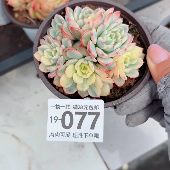姬莲锦多肉植物多肉植物多肉多
