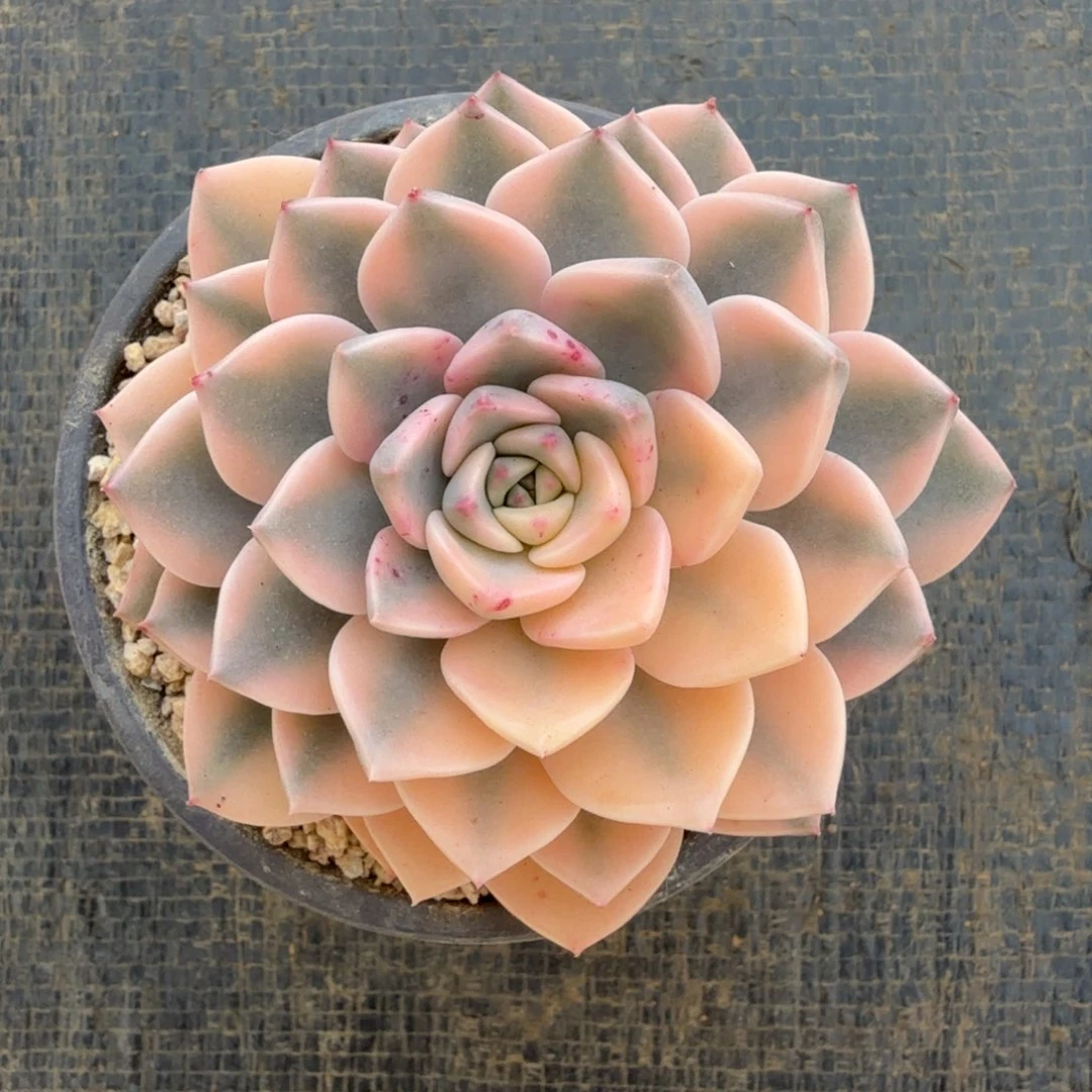 粉蝶锦锦上园艺一物一拍