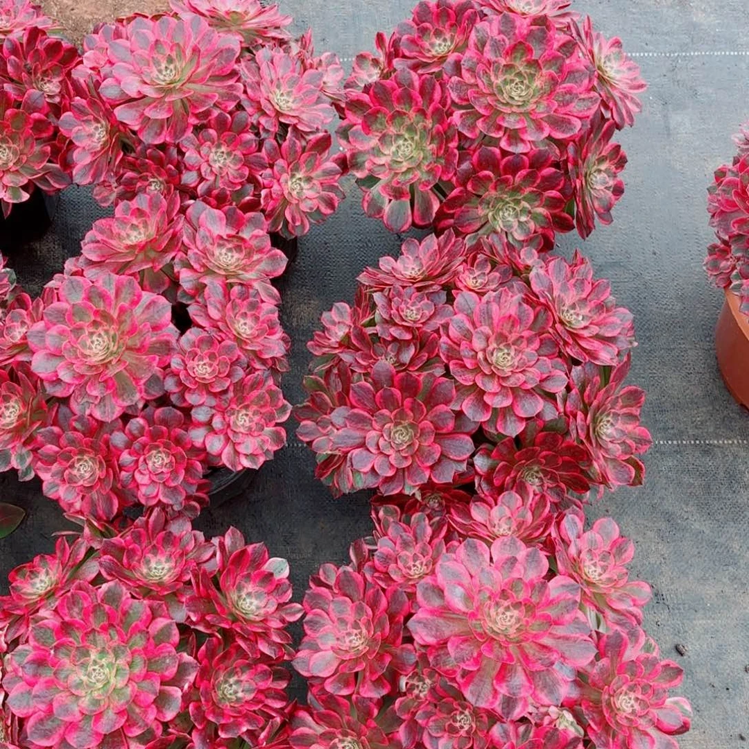 赤子心量拍多肉法师一个