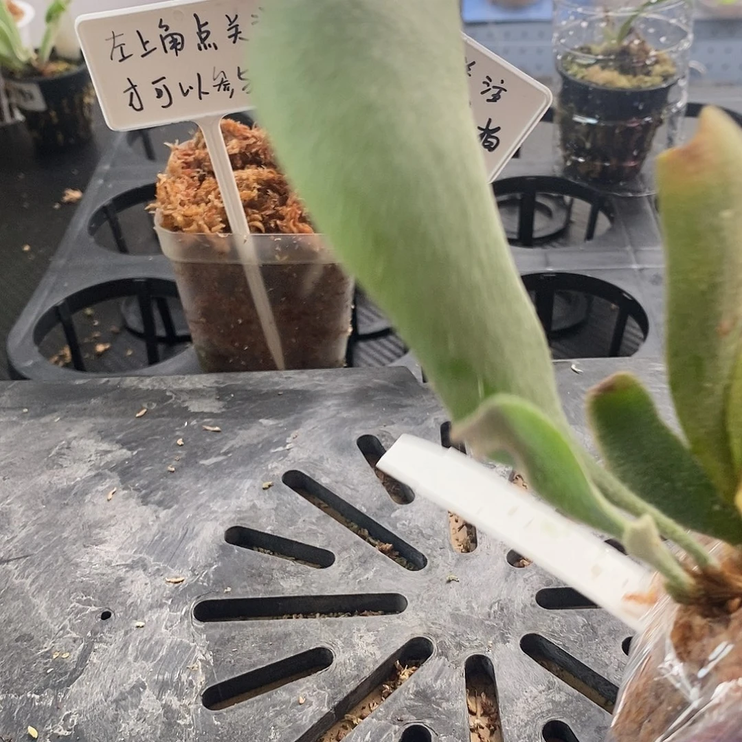 无花朵白燕麦鹿角蕨鹿角蕨