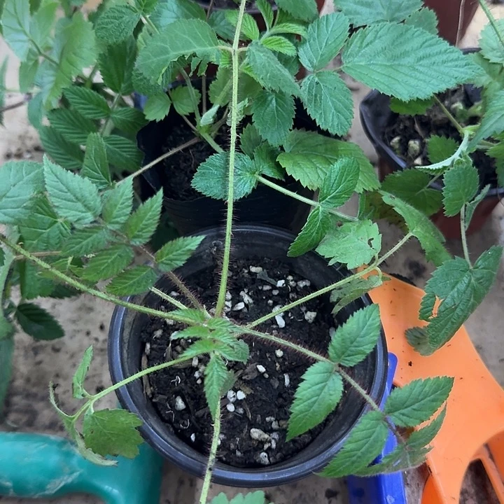 完全开放四季黑泡苗