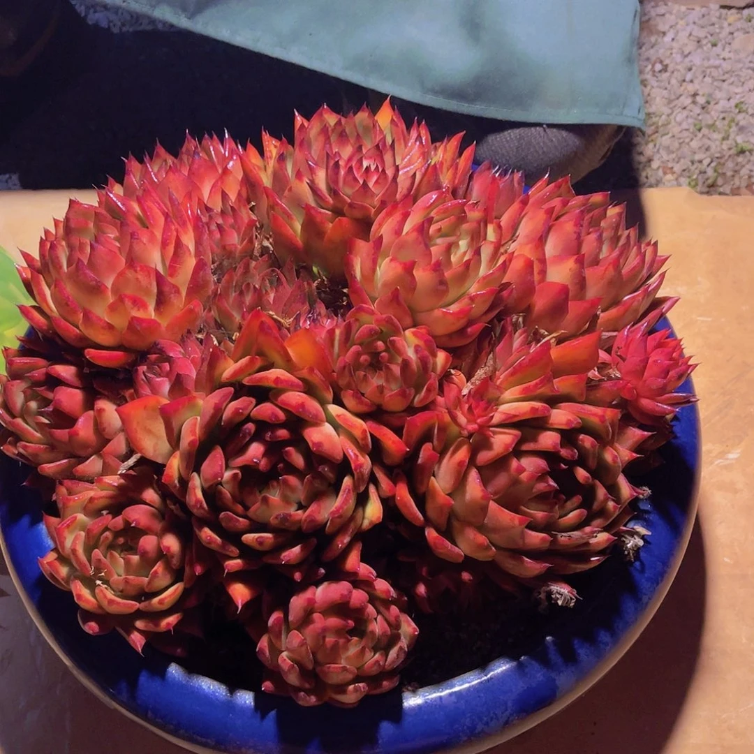 ?****?多肉玛利亚初姐不带盆