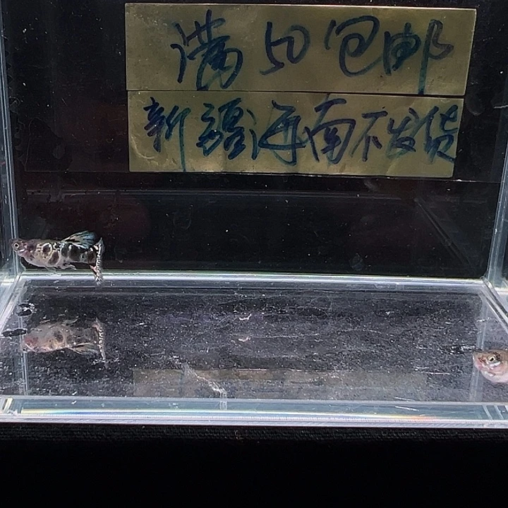孔雀鱼蓝虎斑孔雀