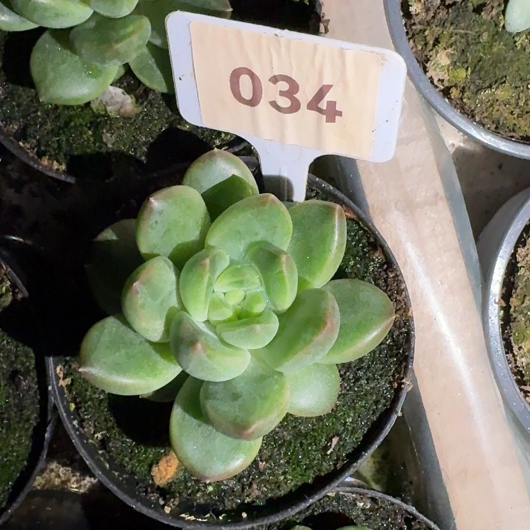 绿泡泡7777777777777777