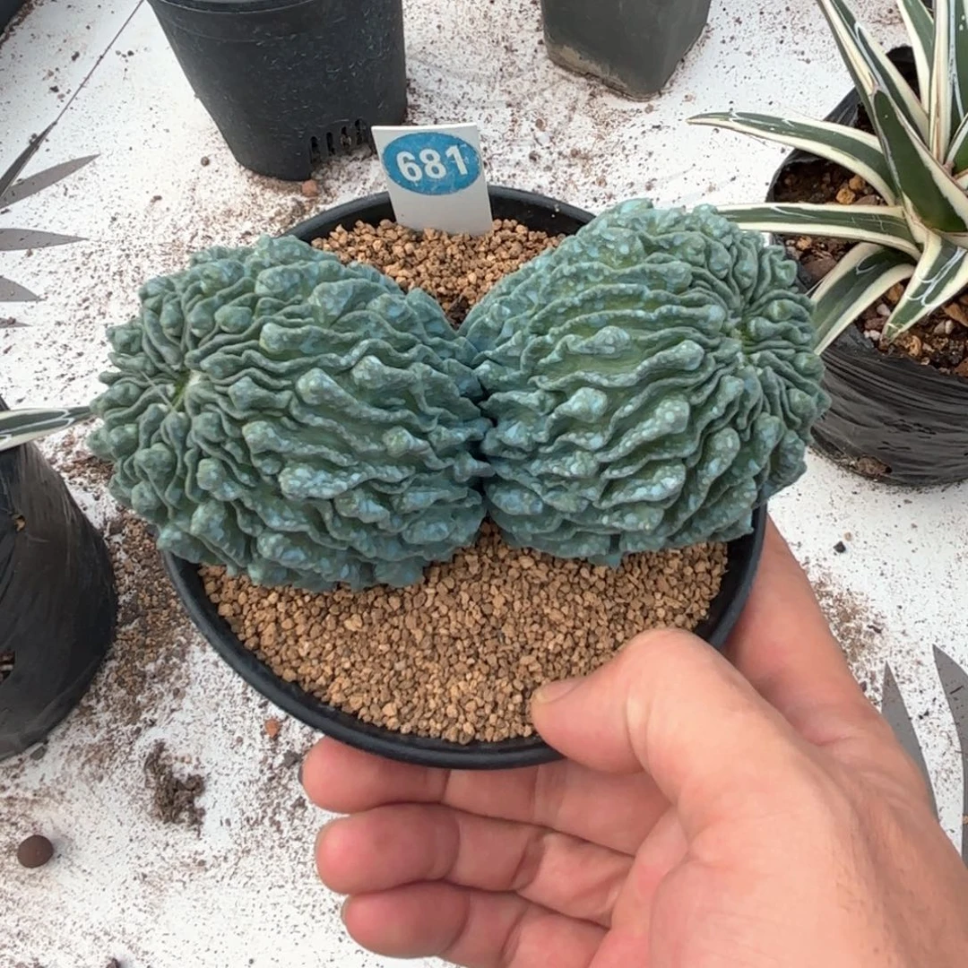 681双头蝌蚪球带盆带土