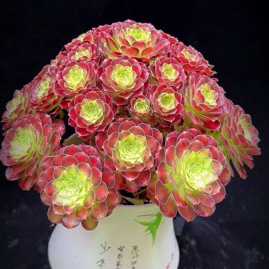 【爆款新品】最美韶华法师锦冰美人多肉植物大颗型手捧花好看颜值高