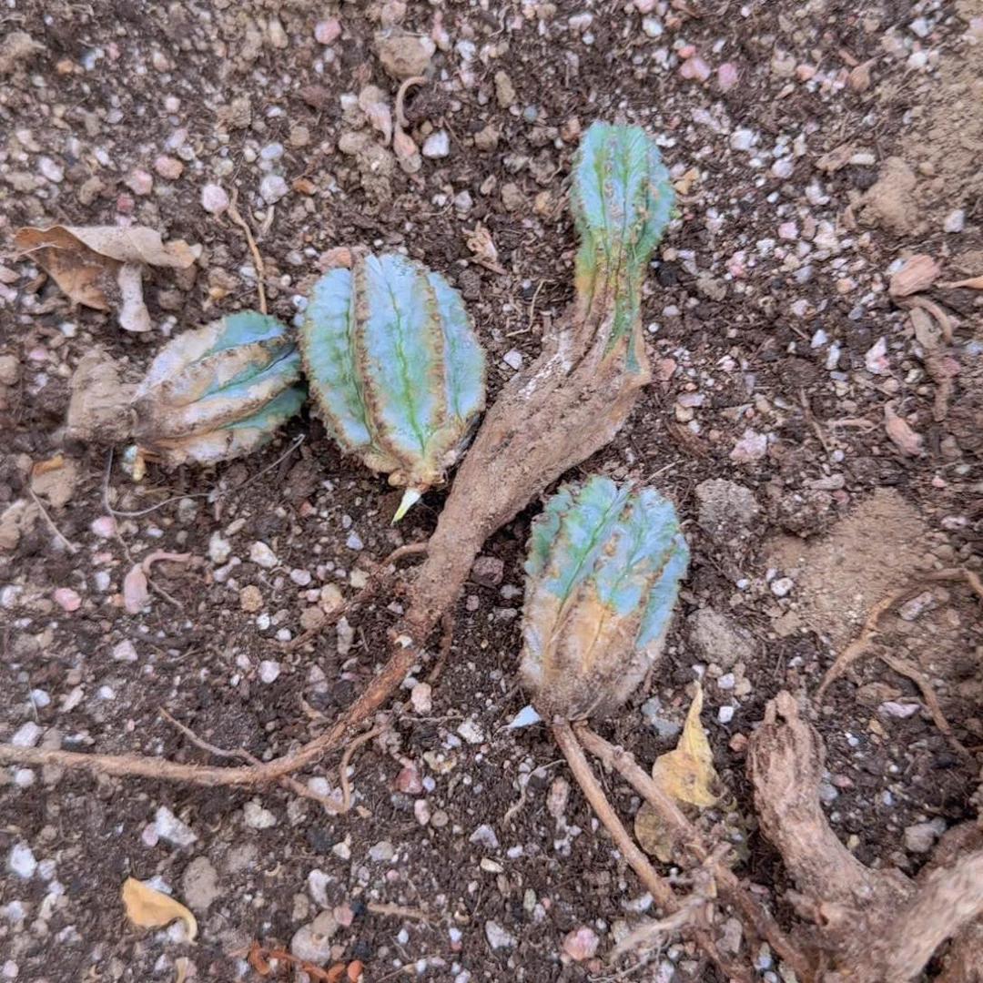 块根植物块根植物