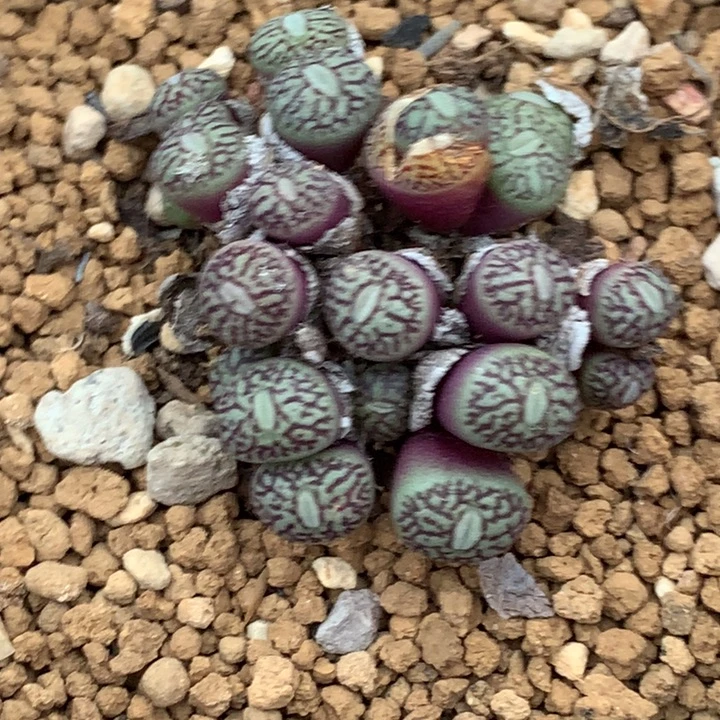 精品多肉植物精品多肉