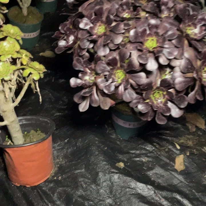 29圆叶黑法师多肉植物