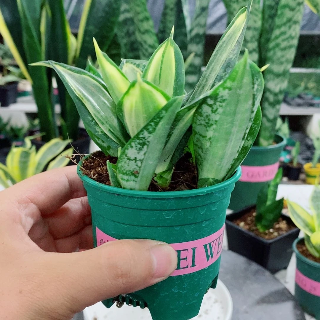 用****8惠特尼变异品种虎皮兰，带盆发货