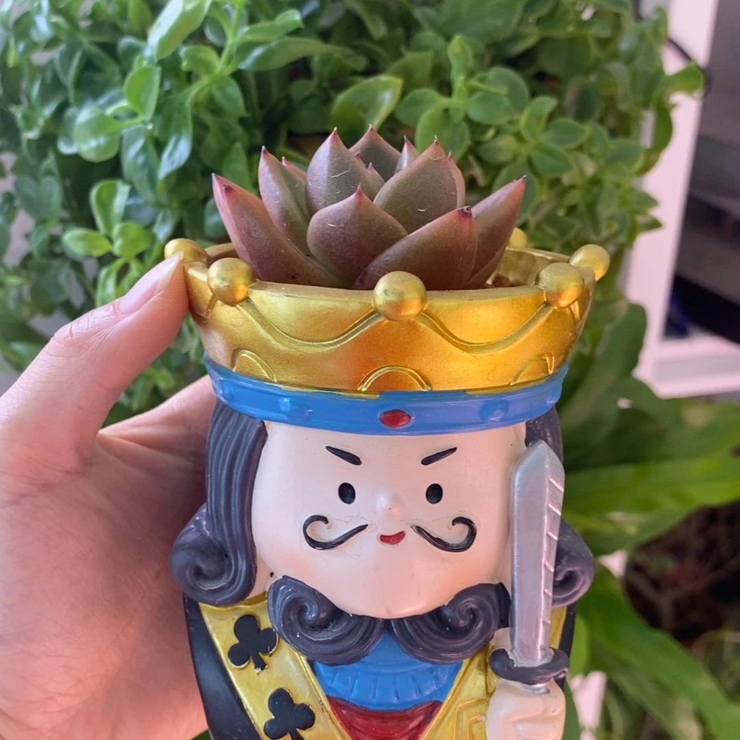 带陶瓷盆发货一物一拍所见所得