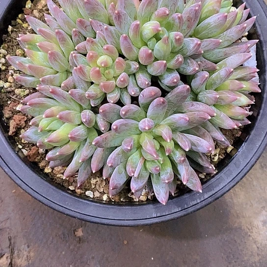 早***阳彩星多肉植物大群