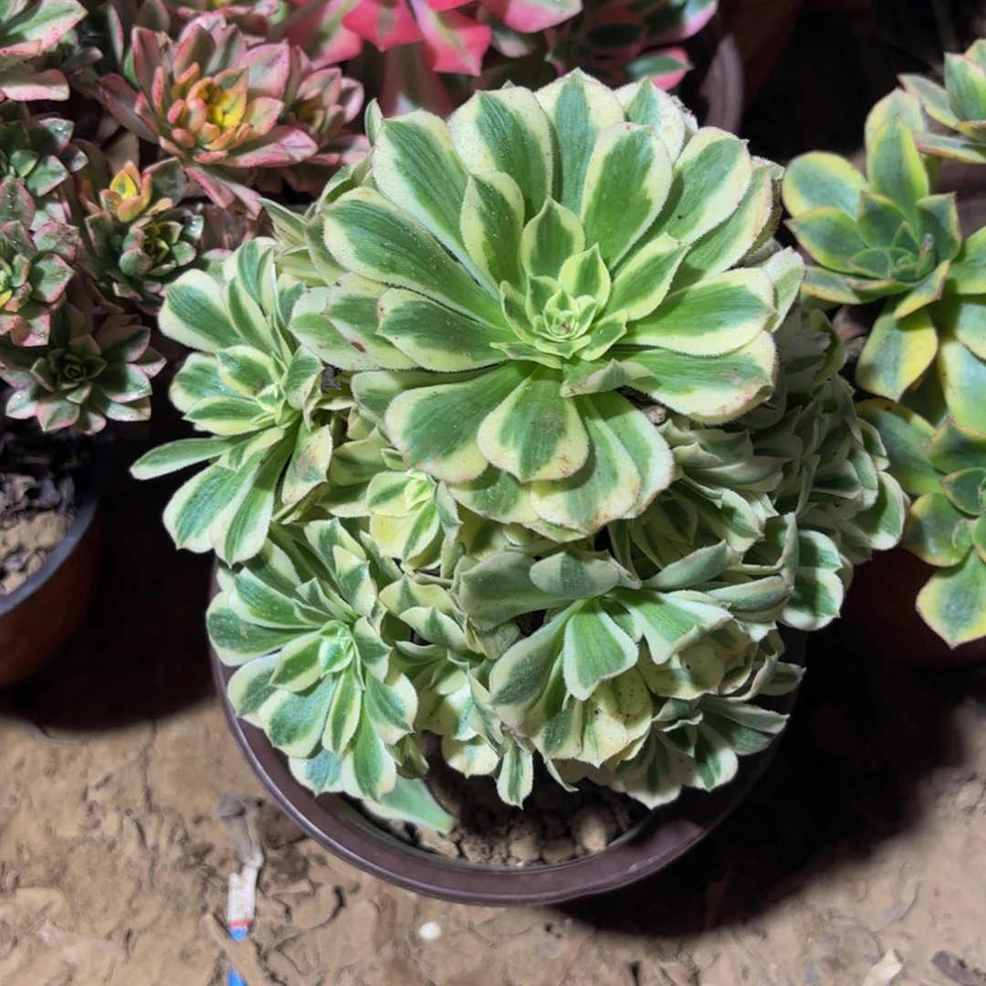 迈巴赫9.9木质老桩