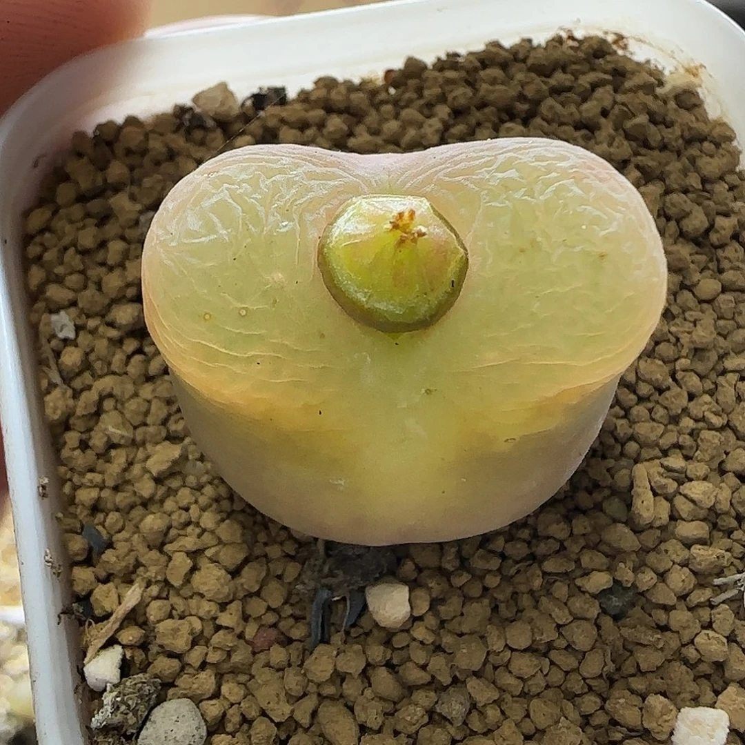 397大毛2.45厘米带盆土