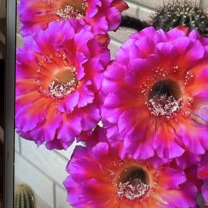 闪耀侧芽4公分彩草