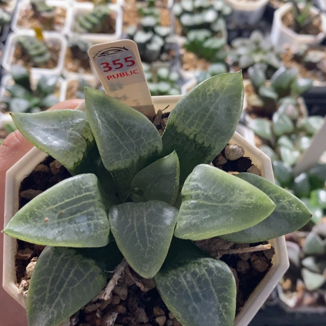 不开花植物355乱舞康平