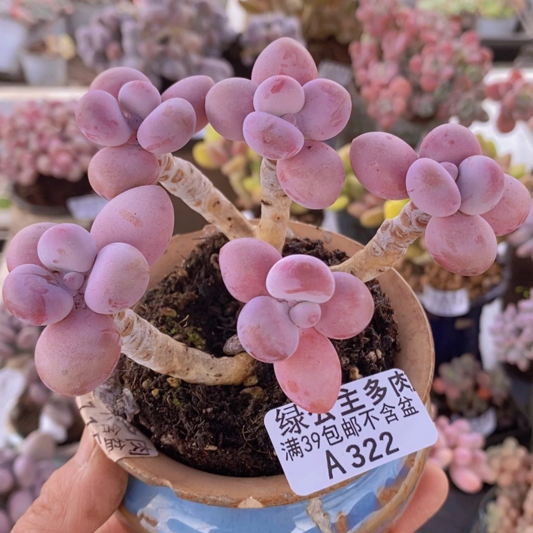 糖果桃蛋老桩9cm322多肉植物