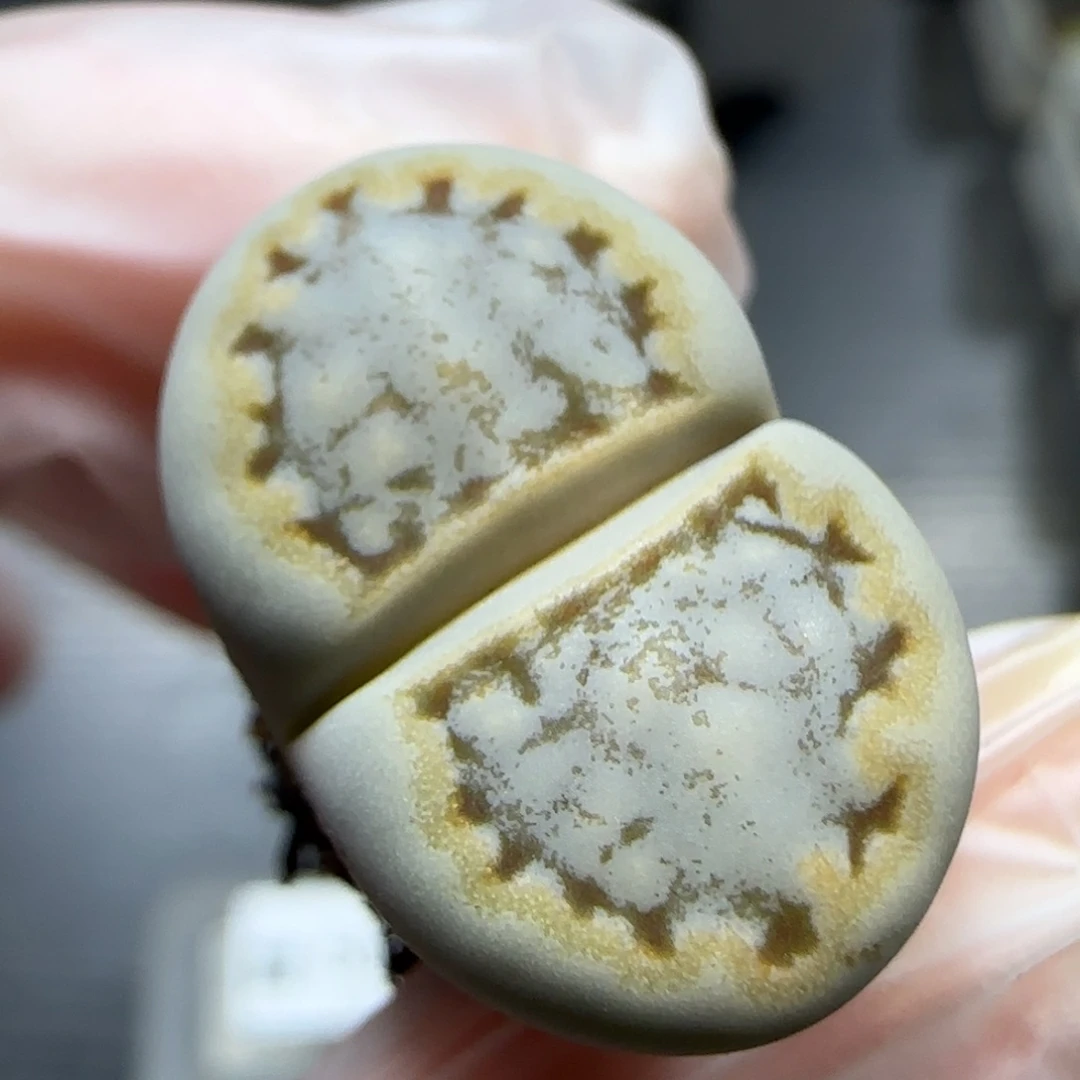 12.20。糖霜饼干 5014