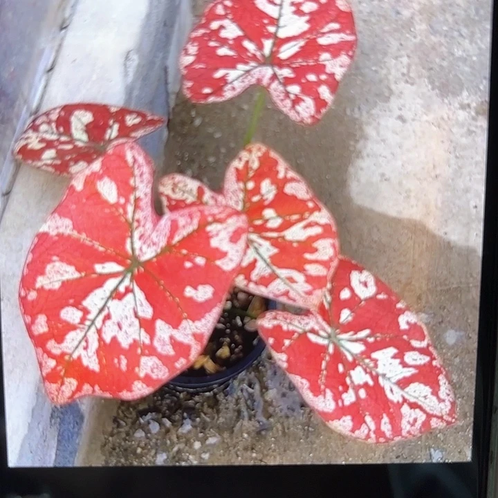 弑*666-0213猩红玛丽彩叶芋泰国发货